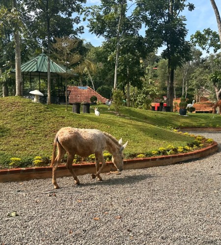 SB & Sons Horse Farm