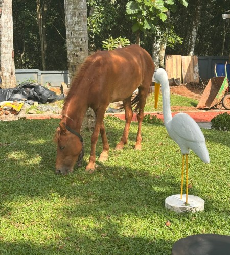 SB & Sons Horse Farm