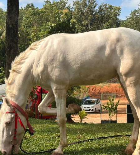 SB & Sons Horse Farm